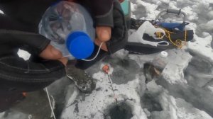 Как сохранить живца несколько дней.Зимняя рыбалка.