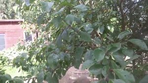 Супер слива("медовая","ананасная"). Лечение птицы.