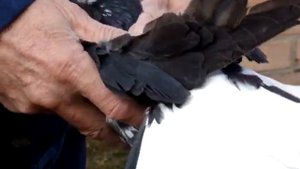 MOV00224  никалаевские голуби Сальска