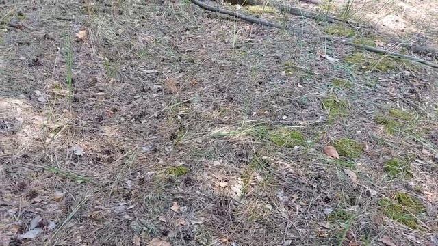 БЕЛЫЕ ГРИБЫ И ПОДОСИНОВИКИ НЕ ОТПУСКАЮТ, 2 КОРЗИНЫ ГРИБОВ! Белые грибы 2021 смотреть онлайн