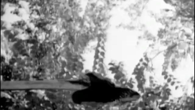 3 Women Beheading Execution By Axe смотреть онлайн