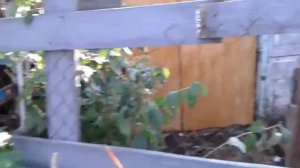 вес вьетнамских поросят в три месяца