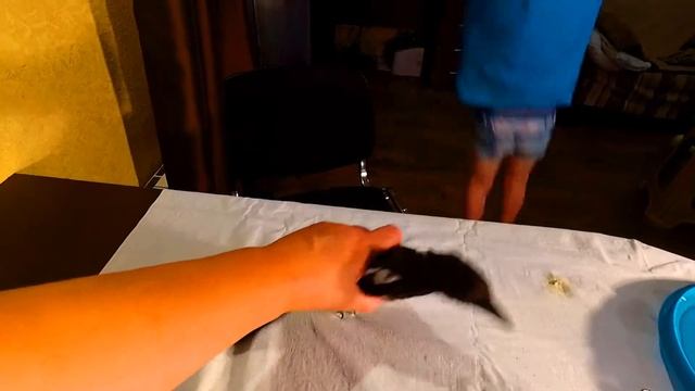 Спасение птенца сороки. Крыло птицы повреждено. Птенец останется у нас до выздоровления. смотреть онлайн