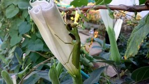 Богомол против пчелы