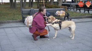 Собака-поводырь и её права