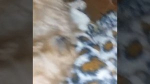 роды у пуделя