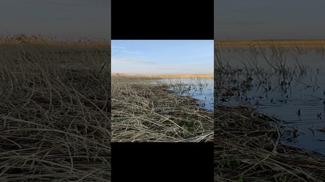 Нерест карася #1