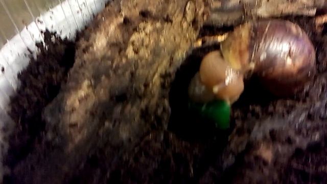 Улитки ахатины гигантские( перезалив ) смотреть онлайн