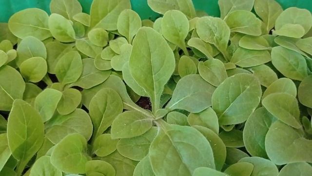 Пикировка георгины Фигаро, табака Сандер, про цветы и про Анфису?.10.04.22 смотреть онлайн