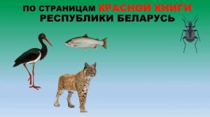 Тема 16. Охрана животных