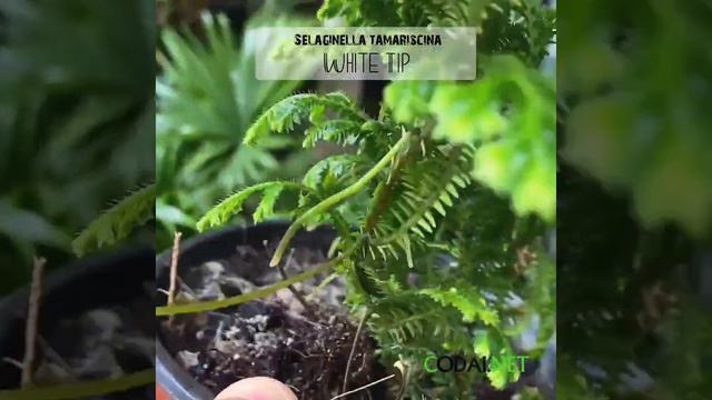 Cây Selaginella tamariscina White Tip (Quyển Bá Bạch Đỉnh) chậu nhựa 10cm смотреть онлайн