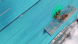 Подкормка для пчел канди в зимний период. Будни начинающего пчеловода. Пчёлы.