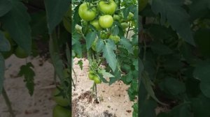 19.07.23 аномалия развития томата Снегирь,обзор томатов,Альфонс,Агафья, и др.