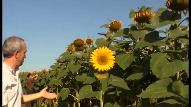 11 Воронежский опыт применения СВК 2014 Сельское хозяйство смотреть онлайн