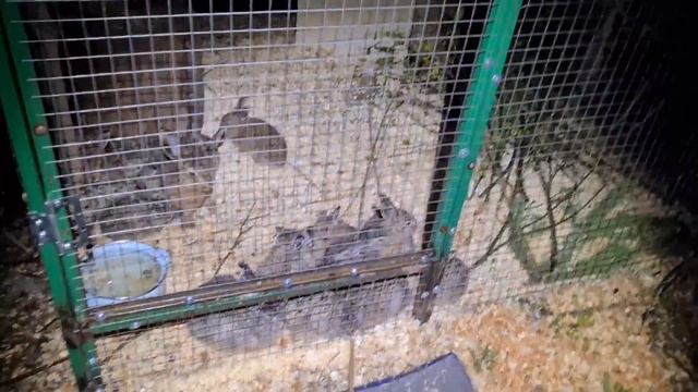 Армия зайчат в ночи хочет куфать, но кто сжёг все ветки для зайчат?... смотреть онлайн