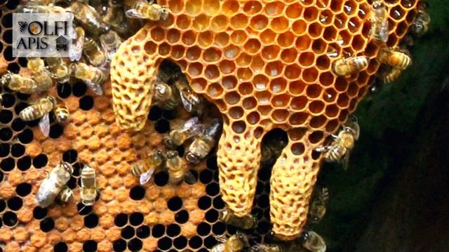 #Кашковский В.Г. Как удержать от роения среднерусскую пчелу ??? смотреть онлайн