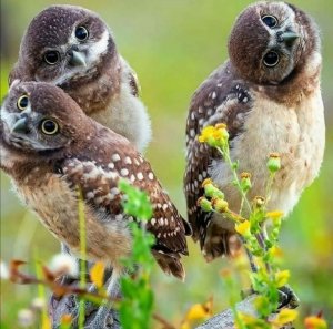 О.. Птичках ???