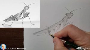Как нарисовать богомола рисуем насекомых how to draw a mantis