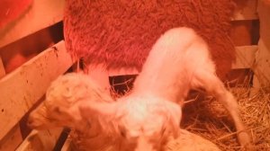 Когда, чем и как кормить козлят от рождения. "Мое Подворье"