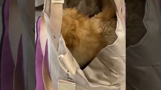 Переноска автокресло 2в1 Di- dog для собак смотреть онлайн