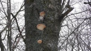 грибы трутовики в парке, Великий Новгород, 27 января 2024