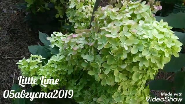 05августа2019 Карликовая Метельчатая Гортензия Little Lime смотреть онлайн