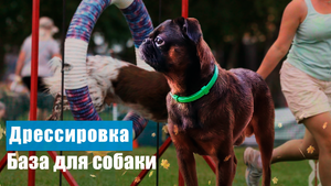 Дрессировка собак Базовые команды. Выдержка, сидеть, лежать, стоять.