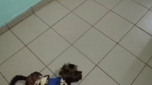 Моя прогулка с Реми /влог с йоркширский терьером