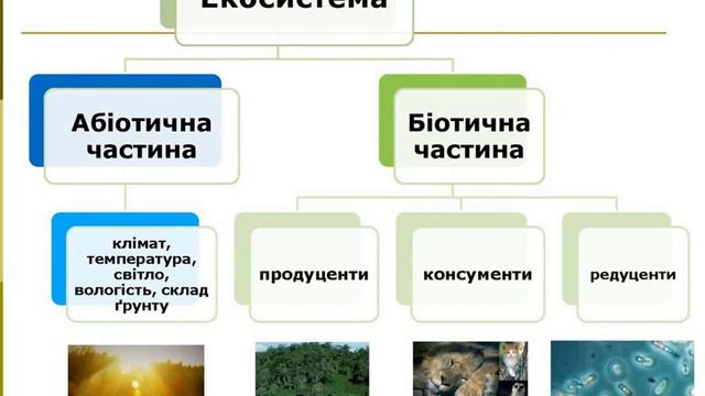 Екологія  Екосистема та її характеристики