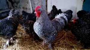 Мехеленская кукушка, небольшой репортаж о большой птице!!!
