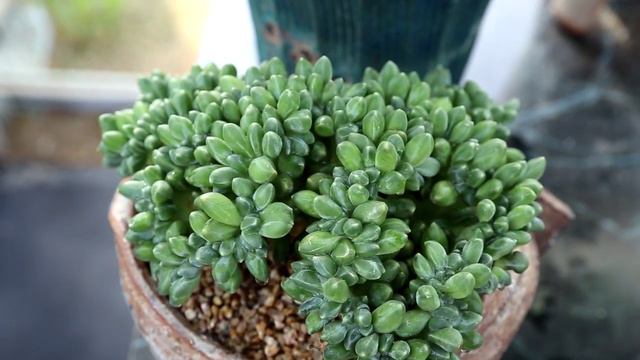 다육이 잎꽃이 100% 무한번식가능한 천대전송철화 키우기(succulent,多肉植物,たにくしょくぶつ) смотреть онлайн