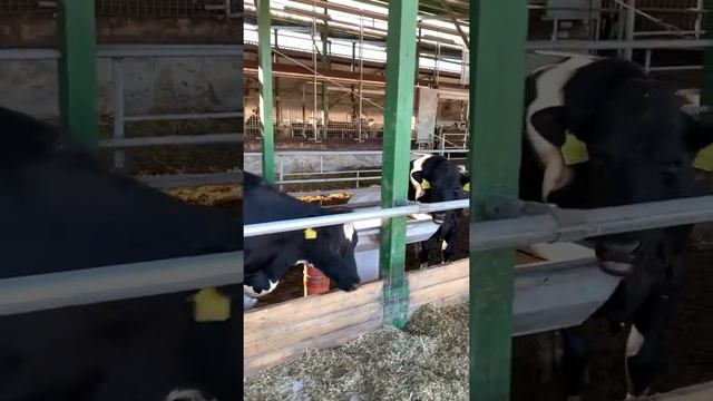 Голштины смотреть онлайн