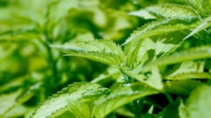 Как бороться с многолетними сорняками на даче?