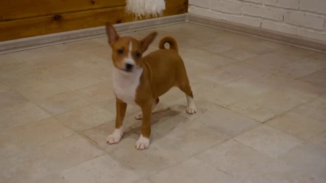 Рыже-белая девочка басенджи, шоу перспектива! смотреть онлайн