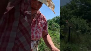 ШТАМБОВАЯ РОЗА СВОИМИ РУКАМИ. ОКУЛИРОВКА ШТАМБОВЫХ РОЗ. ПРИВИВКА РОЗ.