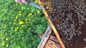 Пчелиная матка вышла из маточника и что мы видим?