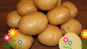 Картофель семенной Колобок (Колобок). Краткий обзор, описание характеристик, где купить картофель