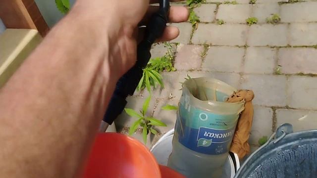Завязь: вторая обработка.Приготовление раствора.