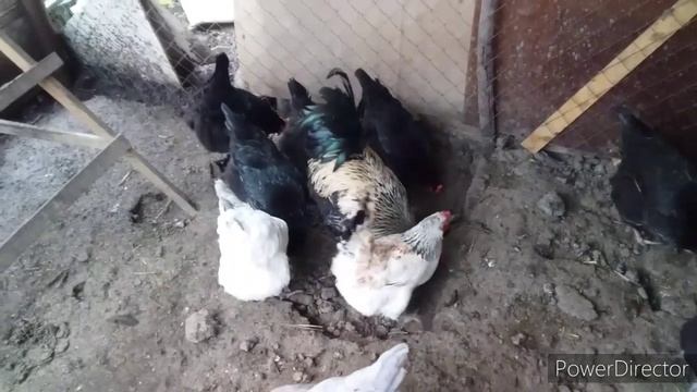 #влог//Правила при Покупке Цыплят!//Как не Купить Больных Цыплят!?/Яйценоскость Кур