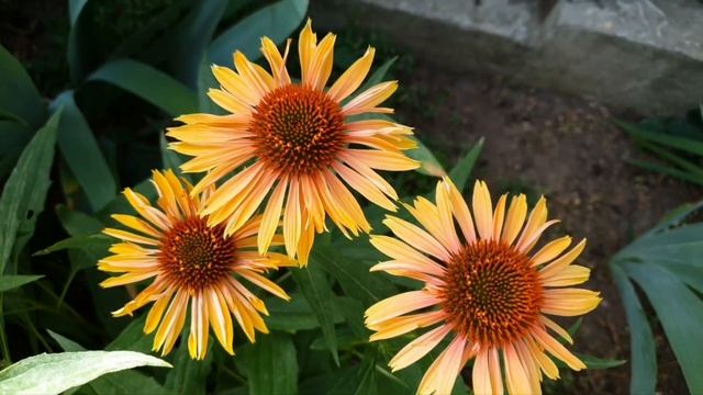 Эхинацея пурпурная "Big Kahuna". смотреть онлайн