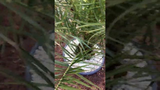 Struggles Of Watering A Canary Island Date Palm смотреть онлайн