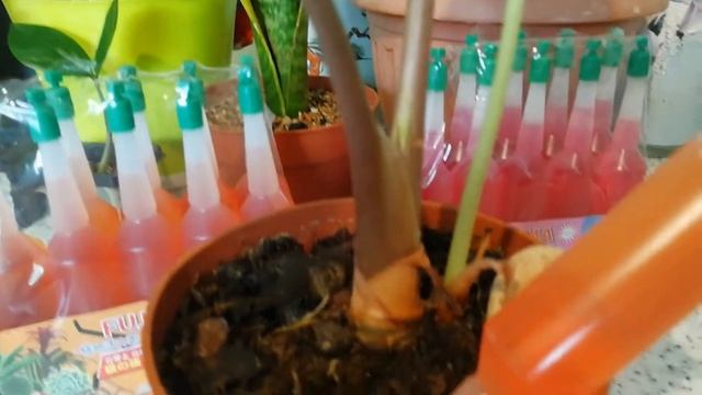 Японские удобрения смотреть онлайн