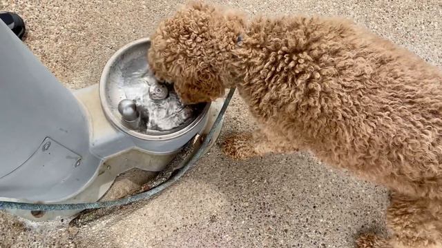 Скрепапрошат из парковой зоны Форт Уэрта часть 1 смотреть онлайн