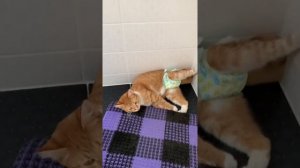 Кошка гуляет и метит! Что делать???