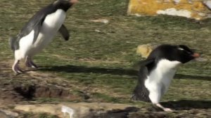 Птицы, Которые Не Умеют Летать. Птицы и факты.