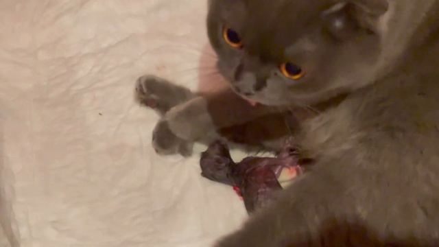 Первые Роды ШОТЛАНДСКОЙ ВИСЛОУХОЙ КОШКИ :)
