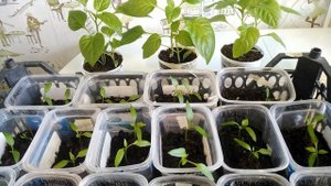 Ну, вот и НАЧАЛИСЬ ПРОБЛЕМЫ. ЧАХНЕТ рассада ПЕРЦА.Засыхают листочки.Надо Было сеять по ЛУНЕ.