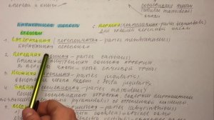 Билет 042. НАРУЖНОЕ И СРЕДНЕЕ УХО.