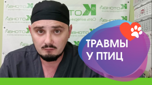 Травмы у домашних попугаев