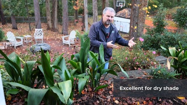 Aspidistra elatior - Cast Iron Plant смотреть онлайн